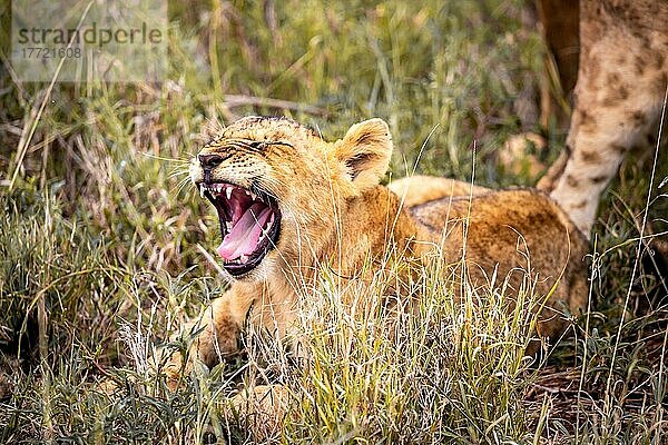 Löwe (Panthera leo) Jungtier gähnt am morgen und liegt frech im grünen Busch in den Taita Hills Wildlife Sanctuary  Kenia  Ostafrika  Afrika