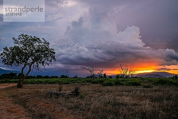 Landschaftsaufnahme  Dramatischer Sonnenuntergang mit dicken regenwolken in Tsavo Nationalpark  Kenia  Afrika