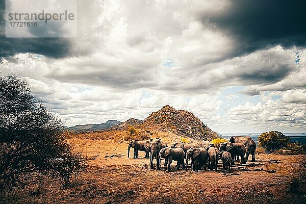 Afrikanische Elefanten (Loxodonta africana) Herde am Wasserloch  Säugetier im Tsavo East National Park  Kenia  Ostafrika  Afrika