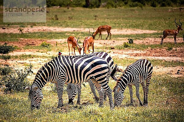 Steppenzebras (Equus quagga)  aneinander gedrängte Tiere mit Impala (aepyceros) melampus im Hintergrund  Tsavo West Nationalpark  Kenia  Afrika