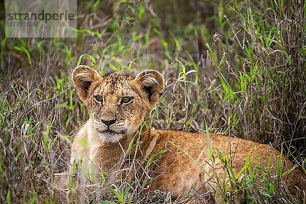 Löwe (Panthera leo) Jungtier am morgen und liegt frech im grünen Busch in den Taita Hills Wildlife Sanctuary  Kenia  Ostafrika  Afrika