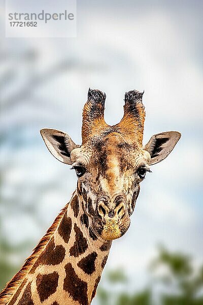 Giraffe (Giraffa camelopardalis) Portrait steht im Busch vom Tsavo-Nationalpark  Kenia  Afrika