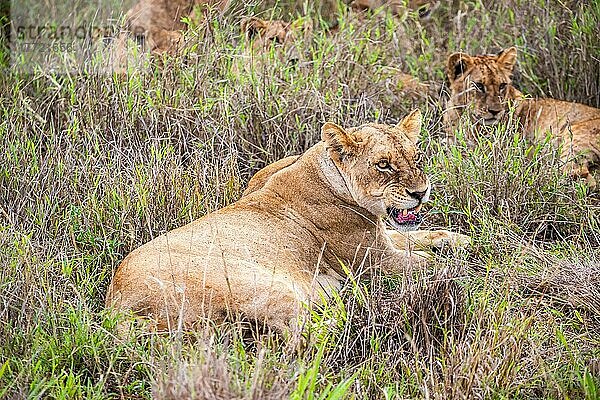 Löwe (Panthera leo) weiblich Löwin liegt mit ihren jungen im grünen Busch  Tsavo East National Park  Kenia  Ostafrika  Afrika