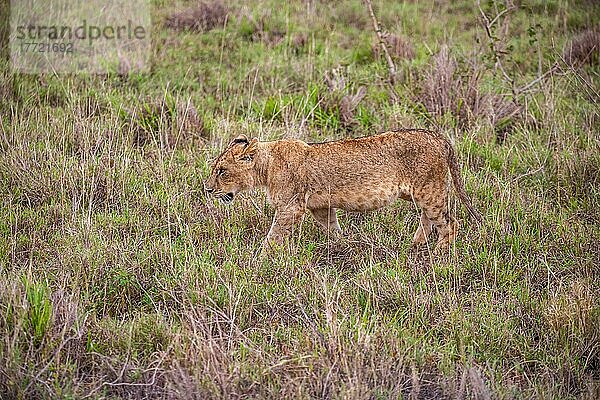 Löwe (Panthera leo) Jungtier am morgen im grünen Busch in den Taita Hills Wildlife Sanctuary  Kenia  Ostafrika  Afrika