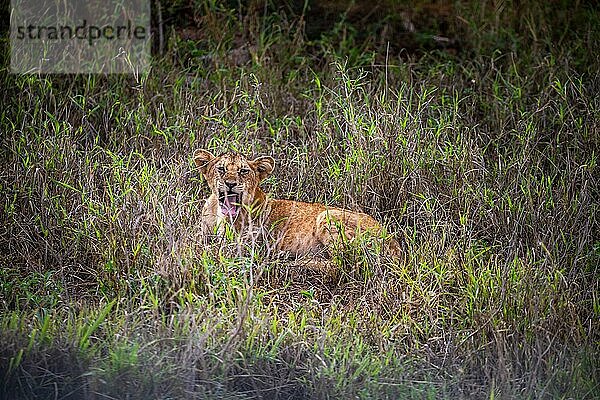 Löwe (Panthera leo) Jungtier am morgen und liegt frech im grünen Busch in den Taita Hills Wildlife Sanctuary  Kenia  Ostafrika  Afrika