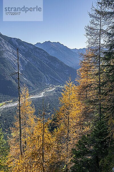 Wald im Herbst  Berglandschaft bei der Großen Arnspitze  bei Scharnitz  Bayern  Deutschland  Europa