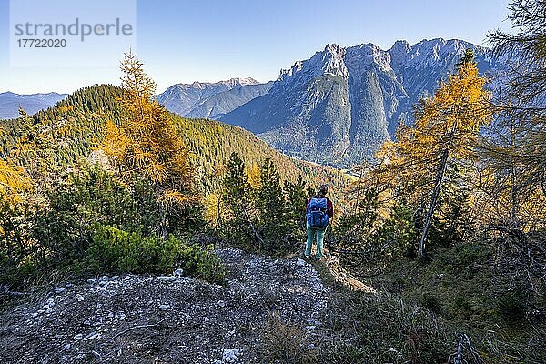 Wanderer auf einem Wanderweg  Lärchenwald im Herbst  Berglandschaft bei der Großen Arnspitze  bei Scharnitz  Bayern  Deutschland  Europa