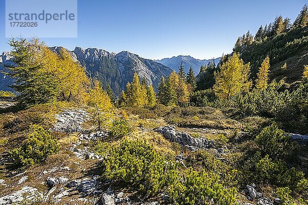Lärchenwald im Herbst  Berglandschaft bei der Großen Arnspitze  bei Scharnitz  Bayern  Deutschland  Europa