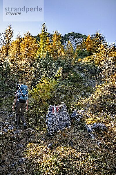 Wanderer im Herbst  hinten Karwendel  bei Scharnitz  Bayern  Deutschland  Europa