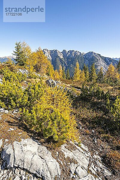 Lärchenwald im Herbst  Berglandschaft bei der Großen Arnspitze  bei Scharnitz  Bayern  Deutschland  Europa