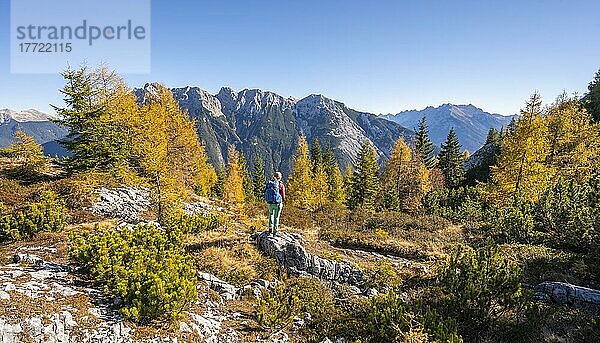 Wanderer in der Landschaft  Lärchenwald im Herbst  Berglandschaft bei der Großen Arnspitze  bei Scharnitz  Bayern  Deutschland  Europa
