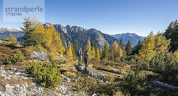 Zwei Wanderer in der Landschaft  Lärchenwald im Herbst  Berglandschaft bei der Großen Arnspitze  bei Scharnitz  Bayern  Deutschland  Europa