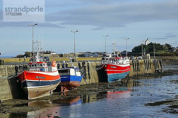 Fischkutter im Hafen von Roscoff bei Ebbe  hinten Kapelle Sainte-Barbe  Departement Finistere Penn ar Bed  Region Bretagne Breizh  Frankreich  Europa