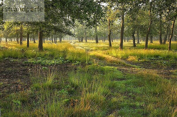 Eichenwald (Quercus robur) mit Gras im Morgenlicht  Niederrhein  Nordrhein-Westfalen  Deutschland  Europa