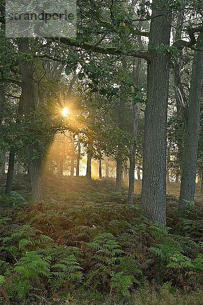 Sonnenaufgang im Laubwald  Niederrhein  Nordrhein-Westfalen  Deutschland  Europa