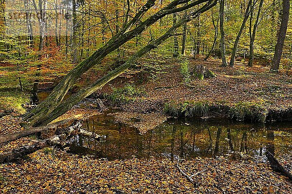 Rotbach im herbstlichen Hiesfelder Wald  Oberhausen  Ruhrgebiet  Nordrhein-Westfalen  Deutschland  Europa