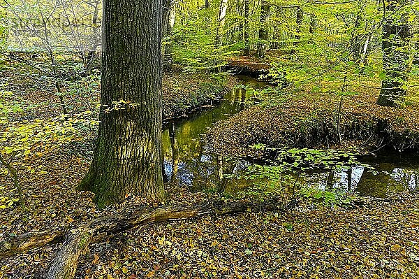 Mäandrierender Rotbach im herbstlichen Hiesfelder Wald  Oberhausen  Ruhrgebiet  Nordrhein-Westfalen  Deutschland  Europa