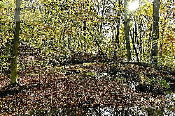 Rotbach im herbstlichen Hiesfelder Wald mit Sonne  Oberhausen  Ruhrgebiet  Nordrhein-Westfalen  Deutschland  Europa