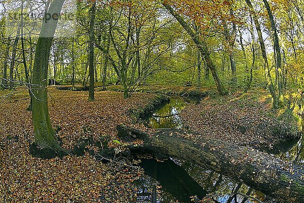 Totholz im Rotbach im herbstlichen Hiesfelder Wald  Oberhausen  Ruhrgebiet  Nordrhein-Westfalen  Deutschland  Europa