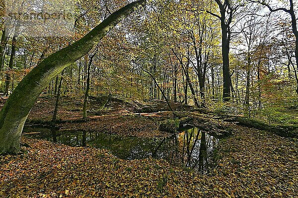 Rotbach im herbstlichen Hiesfelder Wald  Oberhausen  Ruhrgebiet  Nordrhein-Westfalen  Deutschland  Europa