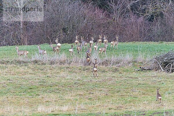 Reh  20 Rehe (Capreolus capreolus) springen über eine Wiese davon  Kanton Aargau  Schweiz  Europa