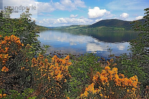 Blühender Ginster  Highlands  Landschaft am Loch Ness  Schottland  Großbritannien  Europa