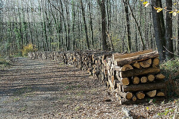 Stapel von Baumstämmen aufgetürmte Holzstämme im Wald