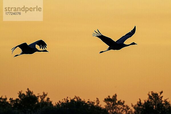 Zwei Kraniche (Grus grus)  fliegend  Silhouette  Morgenstimmung  Meerbruchwiesen  Steinhuder Meer  Niedersachsen  Deutschland  Europa