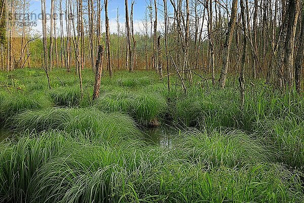 Seggen-Bulten  Birken (Betula)  Birkengewächse (Betulaceae)  Moor  Murnauer Moos  Murnau  Oberbayern  Bayern  Deutschland  Europa