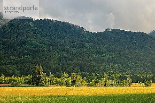 Gewöhnliches Schilf (Phragmites australis)  Feuchtwiese  Mischwald  Murnauer Moos  Murnau  Oberbayern  Bayern  Deutschland  Europa