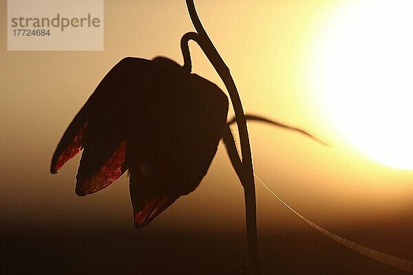 Silhouette einer Schachblume (Fritillaria meleagris) während Sonnenuntergang in Zeitlofs  Sinntal  Bayern  Deutschland  Europa