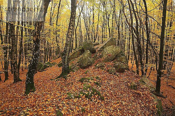 Herbstwald mit Felsformation im Taunus in Bremthal  Eppstein  Taunus  Hessen  Deutschland  Europa