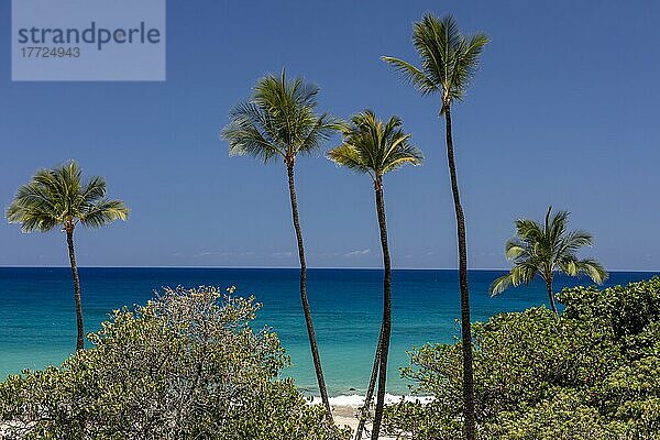 Palmen vor türkisfarbenem Meer  Hapuna Beach  Waimea  Big Island  Hawaii  USA  Nordamerika