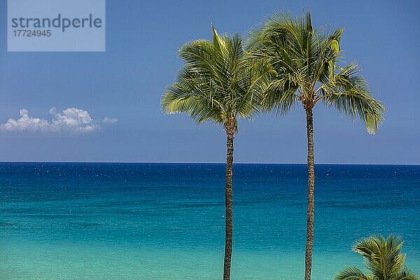 Palmen vor türkisfarbenem Meer  Hapuna Beach  Waimea  Big Island  Hawaii  USA  Nordamerika