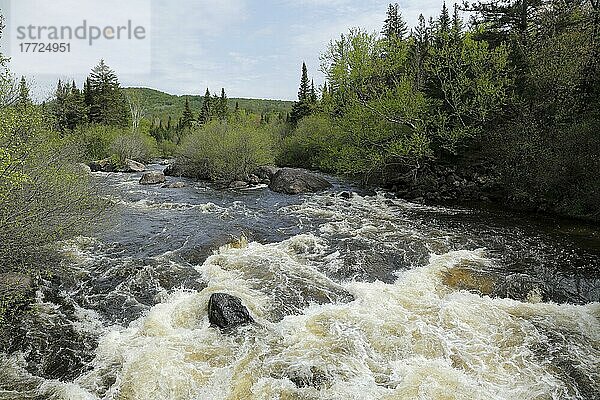 Wilder Fluss  Rivière du Nord  Region Laurentians  Provinz Quebec  Kanada  Nordamerika