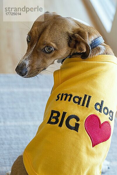 Niedlicher Terrier-Mischlingshund im gelben Mantel mit Schrift
