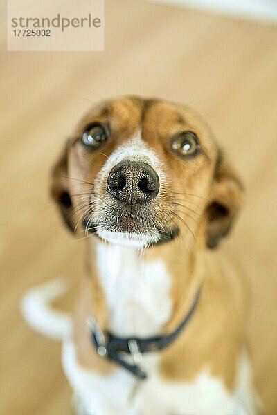 Terrier-Mischlingshund sitzt gehorsam und schaut nach oben