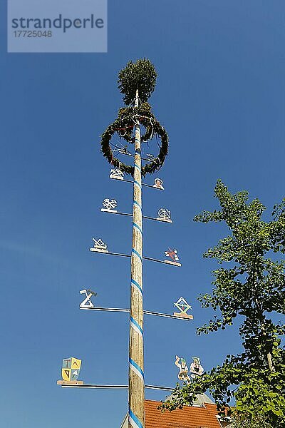 Maibaum  Tradition  Brauchtum  geschmückter Baum  Tannenbaum  Zunftschilder  Pfullingen  Baden-Württemberg  Deutschland  Europa