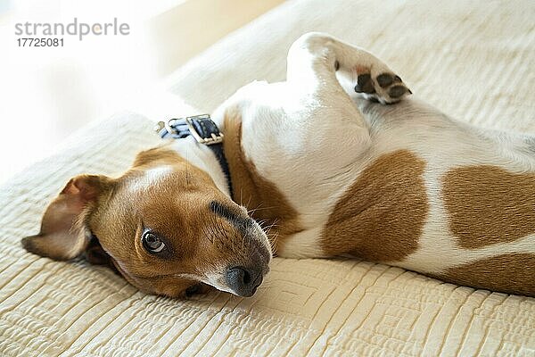 Terrier-Mischlingshund liegt verspielt auf dem Bett