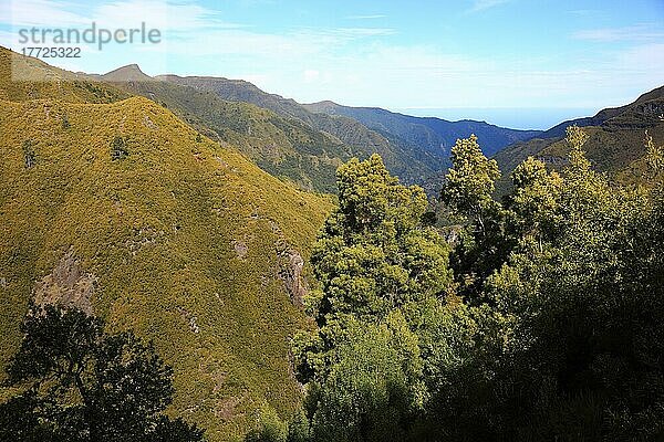 Landschaft im Gebiet Rabacal  Madeira