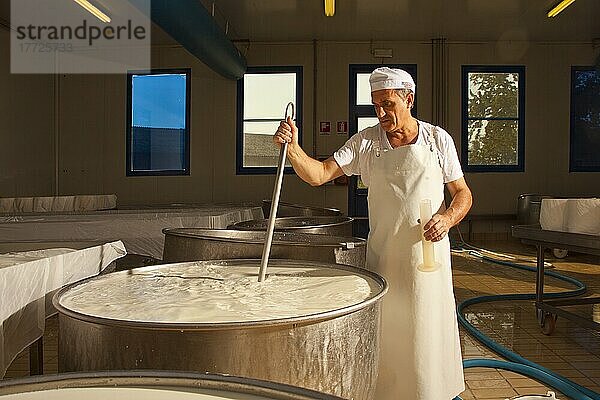 The production of gorgonzola cheese  Novara  Piedmont  Italy  Europe