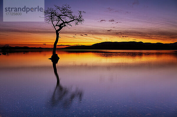 Sunset  lone tree in Milarrochy Bay  Loch Lomond and the Trossachs National Park  Balmaha  Stirling  Scotland  United Kingdom  Europe
