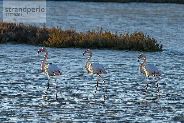 Flamingos  Route de Caharel  Saintes-Maries-de-la Mer  Camargue  Bouches du Rhone  Provence-Alpes-Côte d'Azur  Frankreich  Mittelmeer  Europa