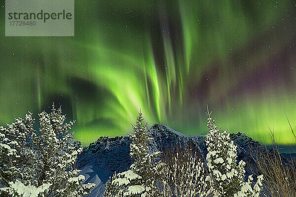 Schneebedeckte Bäume und Bergrücken mit sternenklarem Nachthimmel und Nordlichtern (Aurora Borealis)  Gerdi Farm  Island  Polarregionen