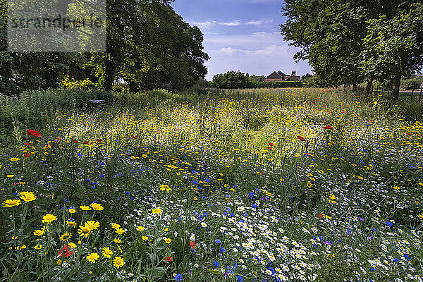 Eine schöne Wildblumenwiese im Sommer  in der Nähe von Tarvin  Cheshire  England  Vereinigtes Königreich  Europa