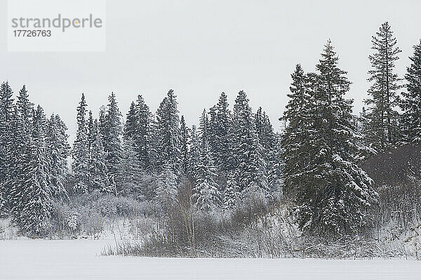 Schnee und Raureif in einem Winterwald  Boreal Forest  Elk Island National Park  Alberta  Kanada  Nordamerika