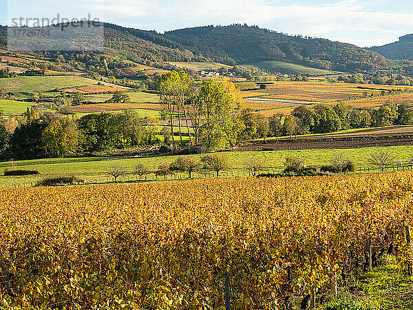 Sanfte Hügel mit goldenen Weinbergen im Herbst im südlichen Burgund  Frankreich  Europa