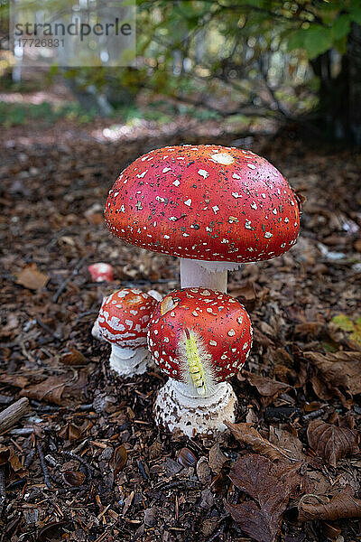 Amanita Muscaria (Fliegenpilz) Pilze im Unterholz mit einem Prozessionskäfer (Raupe)  der auf einen von ihnen klettert  Emilia Romagna  Italien  Europa