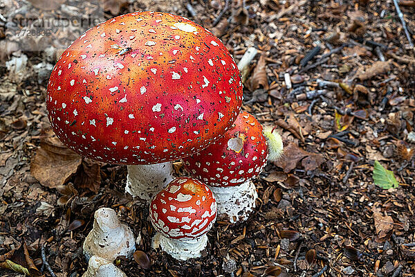 Amanita Muscaria (Fliegenpilz) Pilze im Unterholz mit einem Prozessionskäfer  der auf einen von ihnen klettert  Emilia Romagna  Italien  Europa