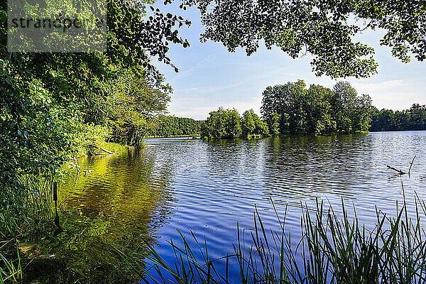 Amtssee umgeben von Wald  Biosphärenreservat Schorfheide-Chorin  Brandenburg  Deutschland  Europa